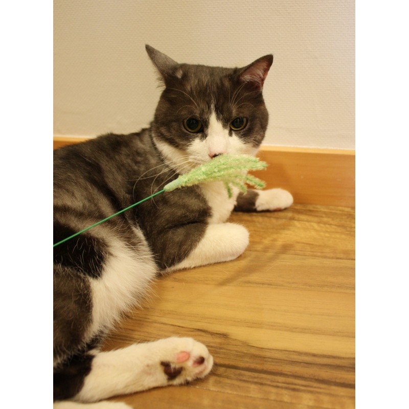 CattyMan Cat Play Japanese Grass Set of 2