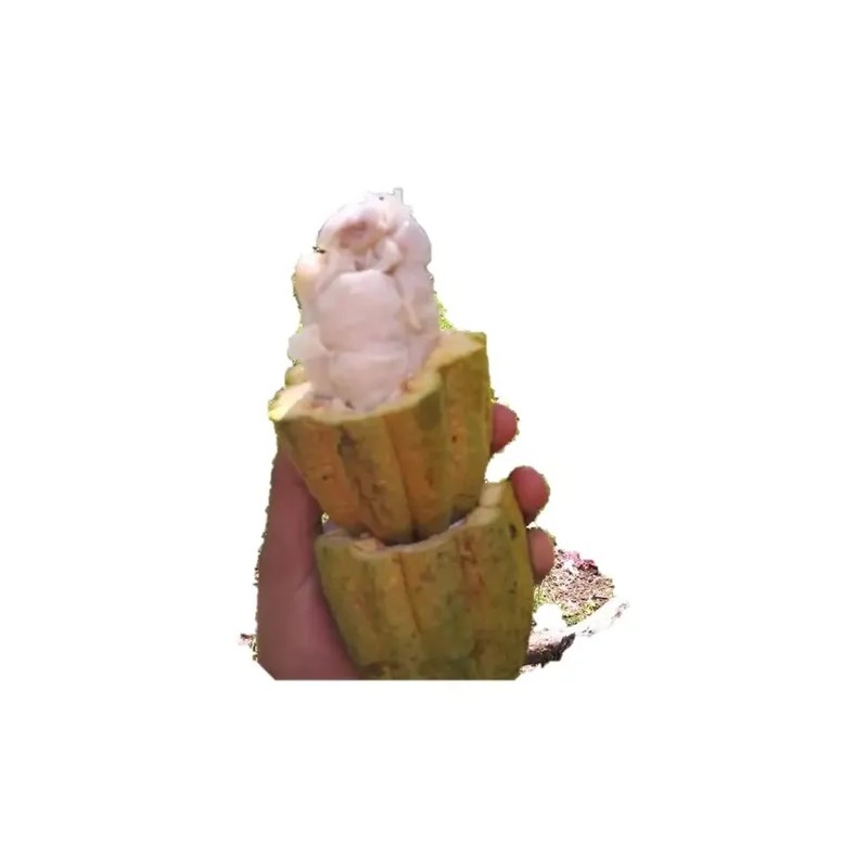 Cacao En Grano 5 Kg