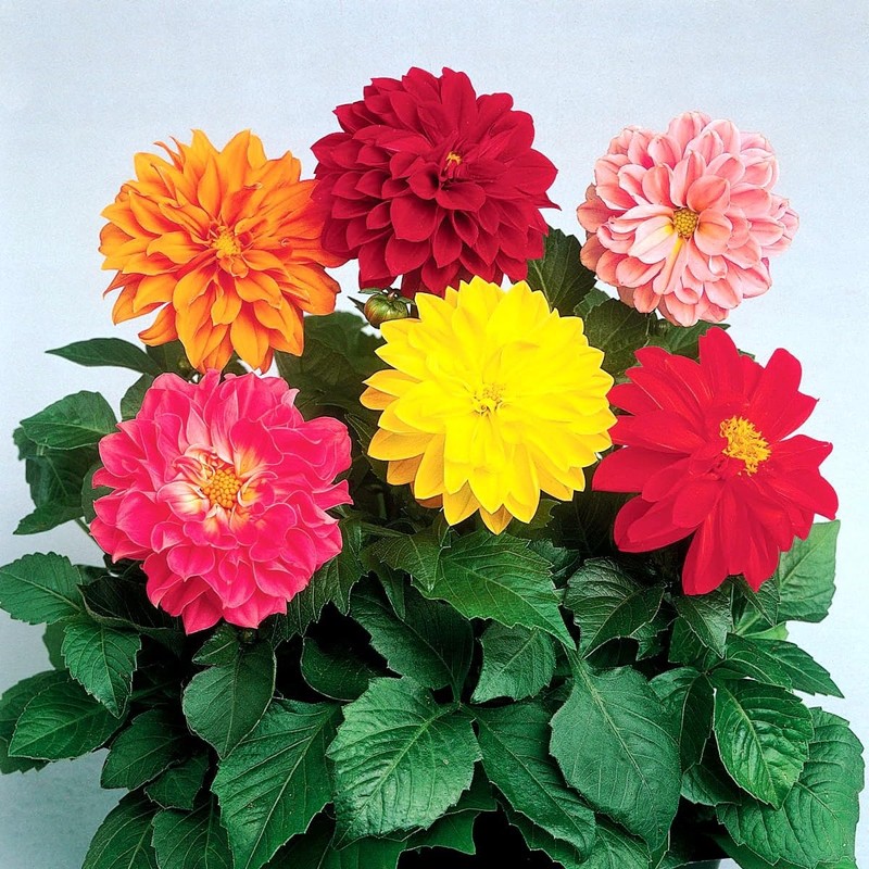 22Day Seeds: Seeds Dahlia Double Mix/Annual Flowers