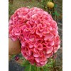 Light Pink Brain Celosia! 25 SEEDS! 2-4 ft tall