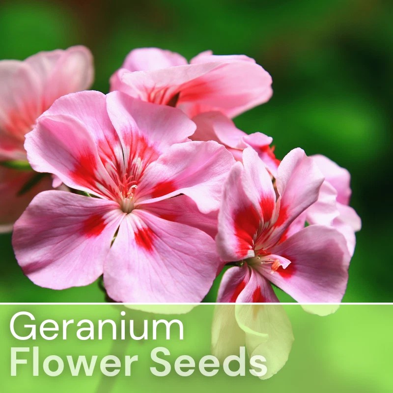 Fresh Packet Geranium Seeds - Fragrant - Fresh Harvest -