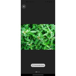 hojas y tallos de juana la blanca Juana La Blanca ,  Te Tratamiento ,Piedras, Cálculos, Rinones.