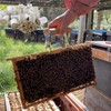 Bee Smoker Pellets Beekeeping Tools - 108 Packs, Bee Hive