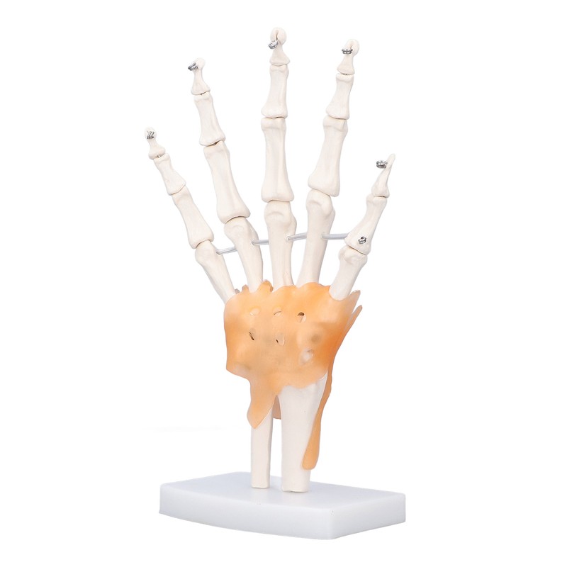 Hand Skeleton Model Life Size PVC On Base with Joints