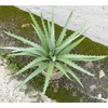 Nearly Natural Aloe Succulent Artificial Plant，10" Tall Realistic Agave Plant