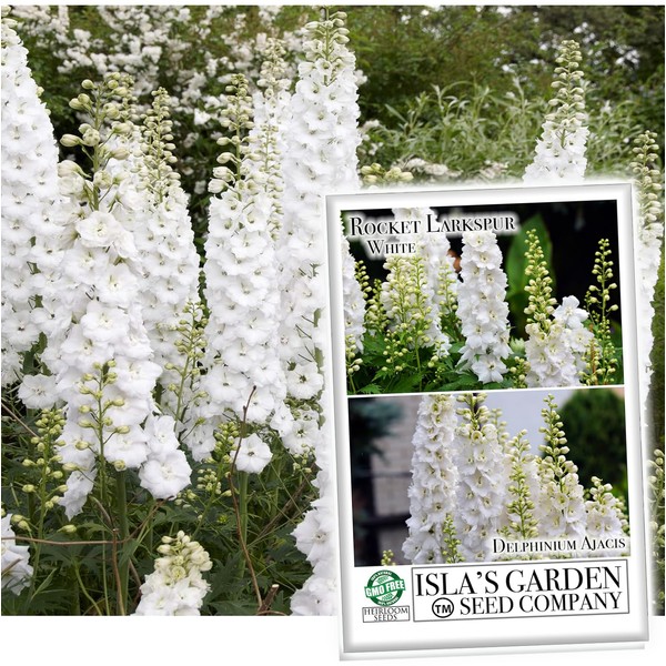White Larkspur Rocket Flower Seeds for Planting, 250+ Seeds Per