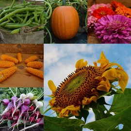 Thresh Seed Co., Children's Garden Collection, 12 Individual Packets in a Giftable Tin, Gifts for Gardeners - Heirloom & Open-Pollinated Varieties, Non-GMO Vegetable Seeds for Planting, Home Garden