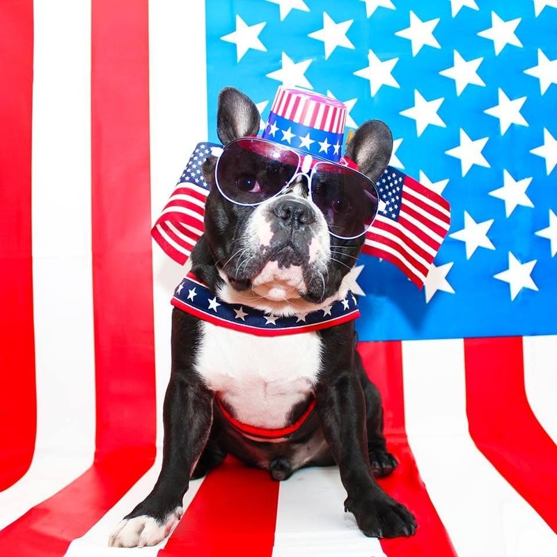ComfortFlex Patriotic Dog Harness – Fully Padded, Adjustable, Lightweight No-Choke,