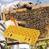 Tiiyee Honey Uncapping Tank Holder, Plastic Honey Bucket Nest Frame