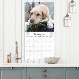 TURNER PHOTOGRAPHIC Labrador Retrievers 12x12 Photo Wall Calendar (25998940083)