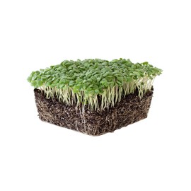 Basil Herb Garden Seeds - Cinnamon - 2 g Packet ~1000 Seeds - Non-GMO Herbal Gardening - Culinary Herb