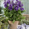 Outsidepride Ten Week Blue Mattiola Stock Seeds - 2000 Pcs