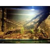 YZHZOM 160g Aquarium Driftwood Roots - Bushy Tank Wood for