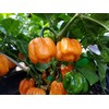 Scotch Bonnet Freeport Orange Pepper Seeds