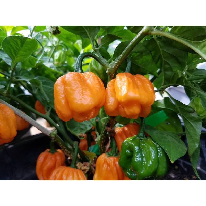 Scotch Bonnet Freeport Orange Pepper Seeds