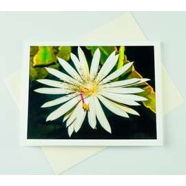 Sunshine Expressions Blooming Flowers – Night Blooming Cactus – High End Photographic Heavy Smooth Note Cards 8 w/10 Colored Envelopes, Boxed Set (4.25"x 5.50") Blank Inside - Made in USA