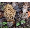 Garden Morel Mushroom Grow Kit - MOREL HABITAT KIT ®