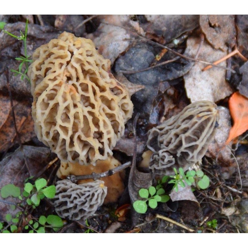 Garden Morel Mushroom Grow Kit - MOREL HABITAT KIT ®