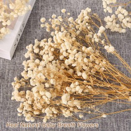 Babys Breath Dried Flowers Bouquet-17'' 2000+ Dry Flowers, Natural Gypsophila Branches for Wedding, Home Table Vase Decor, DIY Wreath Floral, Fall Thanksgiving Autumn Decoration (Ivory White, 2oz)