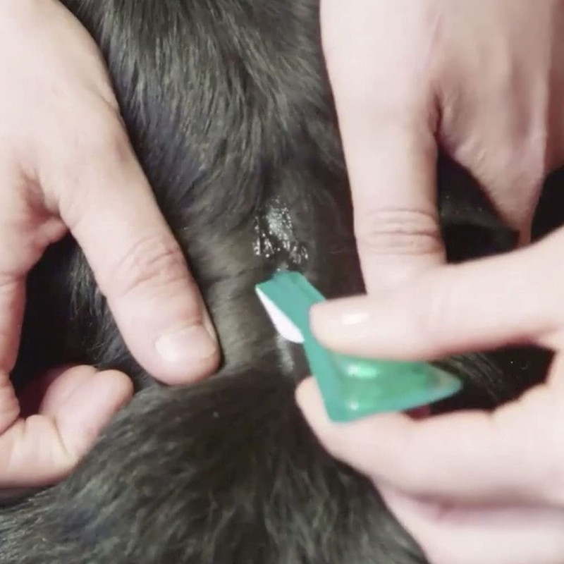 FRONTLINE FRONTLINE Plus Flea & Tick Treatment for Small Dogs