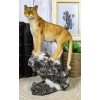 Mountain Lion Cougar Standing On Edge of Snow Capped Rock