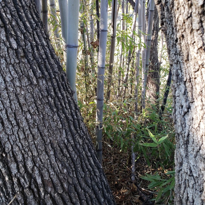 Black Timber Bamboo Nigra Daikokuchiku California Giant Bare Root Plant