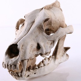 Animals Animals Wolf Skull Model Props Resin Wolf Head Skeleton Model Animal Skull Sculpture for Teaching Prop Home Office Decoration Reptile Decor Reptile Decor
