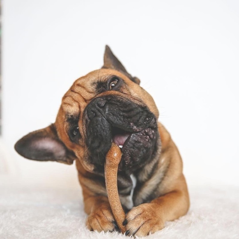 Pet Qwerks Pet Qwerks Flavorit BarkBone