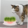 Totority 3 pcs Hydroponic Catnip Planting Tray Soilless Cat Grass