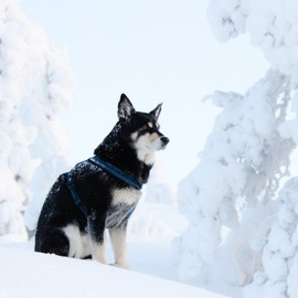 Hurtta Casual Padded Dog Y-Harness, Heather, 18 in