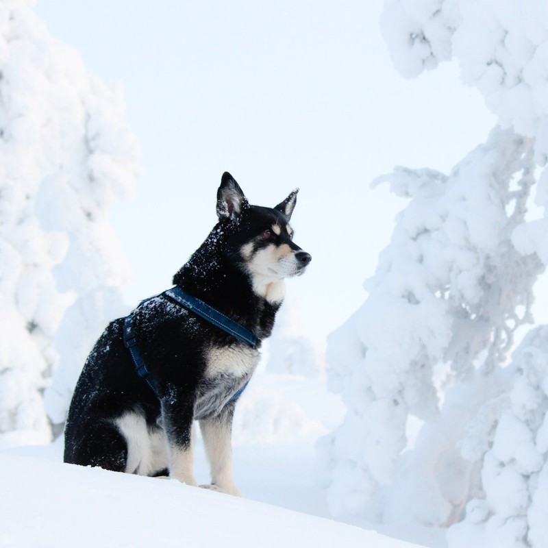 Hurtta Casual Padded Dog Y-Harness, Heather, 18 in