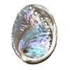 NessaStores 6 Abalone Shells 2.5 to 3.5 Inches | Beautiful