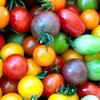 David's Garden Seeds Tomato Cherry Rainbow Mix Determinate & Indeterminate
