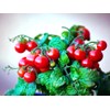 Seeds Indoor Tomato 20 Seeds for Planting Cherry Tomatoes Dwarf