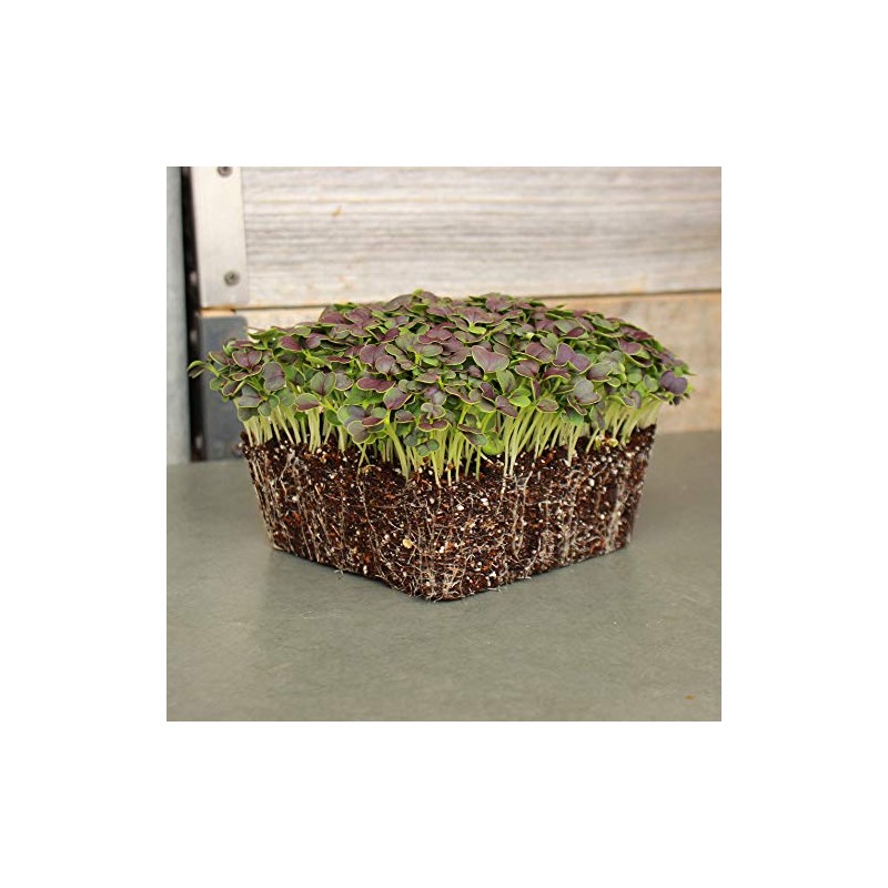 Red Tatsoi Mustard Seeds - 2 g Packet ~800 Seeds