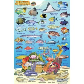 Virgin Islands Reef Creatures Guide Franko Maps Laminated Fish Card 4" x 6"