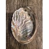 2.5 Inches Abalone Shell Natural Raw Unpolished Ceremonial Smudge Bowl