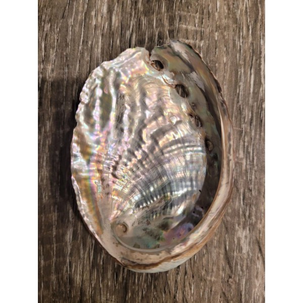 2.5 Inches Abalone Shell Natural Raw Unpolished Ceremonial Smudge Bowl