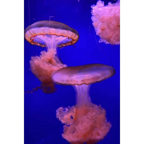 Pink Jellyfish Journal, 3 Swimming Pink Jellyfish Notebook, Diary, 120