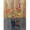 2 Red Tip Photinia/Photinia x Fraseri, Thriving in Extra Deep