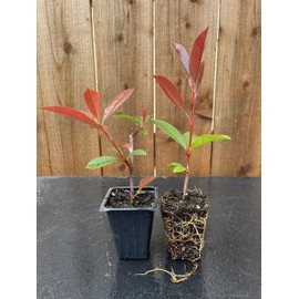 2 Red Tip Photinia/Photinia x Fraseri, Thriving in Extra Deep Nursery Cubes