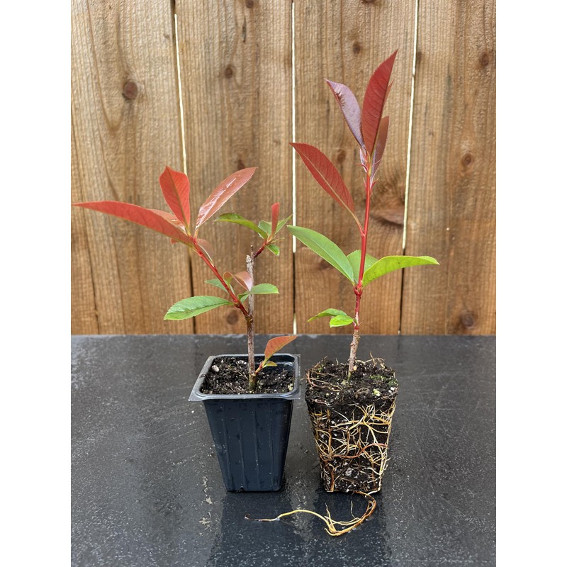 2 Red Tip Photinia/Photinia x Fraseri, Thriving in Extra Deep