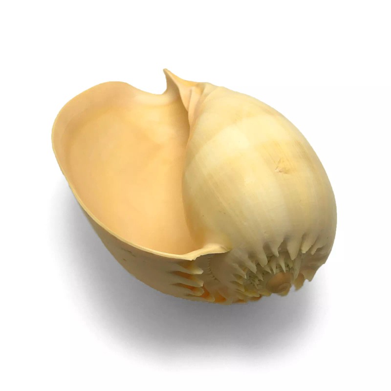 Orange Crowned Volute Sea Shell Melo Broderipii Large Sea Shell