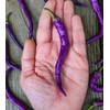 30 Semillas Chile Cayenne Purpura Huerto Urbano Mx