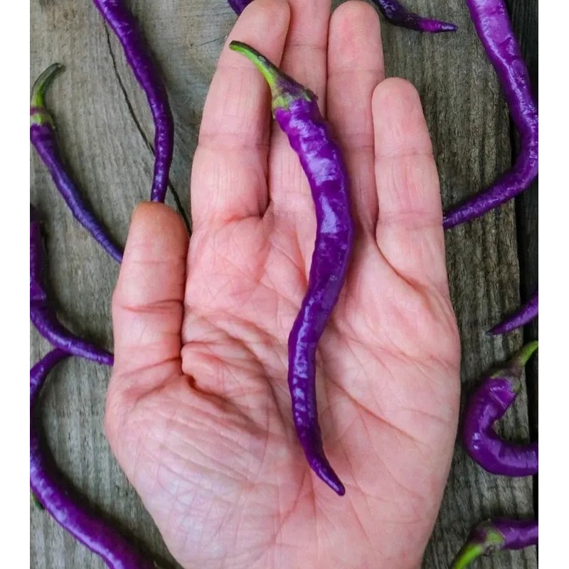 30 Semillas Chile Cayenne Purpura Huerto Urbano Mx