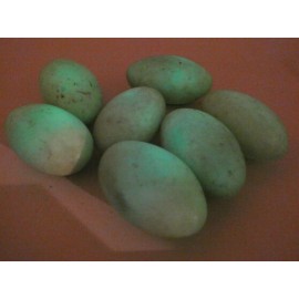 Phosphorescent Ye Ming Zhu Glow In The Dark Polished Specimen Gemstone Rock