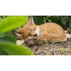 RUNADI 87719-D Fox Pup Sleeping Statue