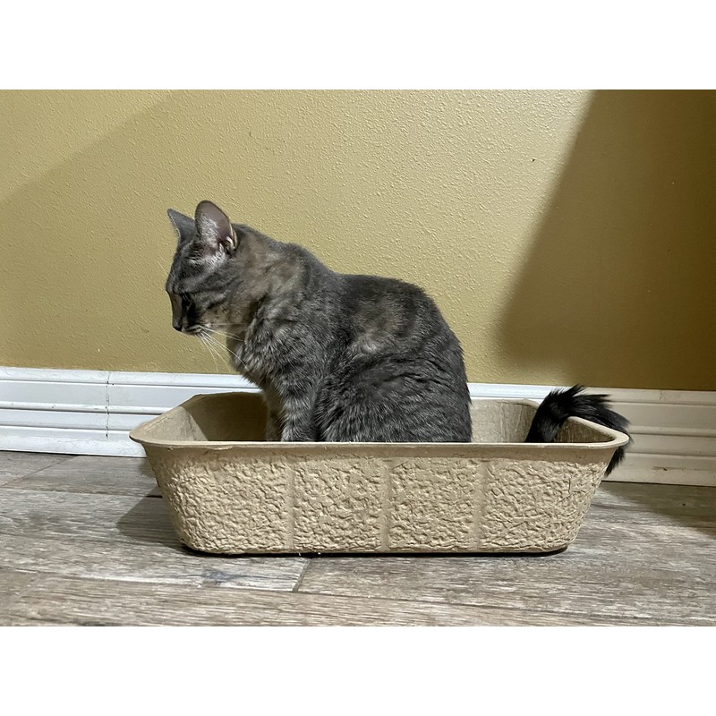 Midlee Large Disposable Cat Litter Boxes - Set of 20-