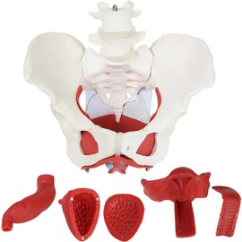 6 Parts Medical Anatomical Female Pelvis Model Removable Organs Life Size Model of Pelvic Floor, Muscles and Organs Include Uter for Doctors Office Educational Tool Anatomical Model