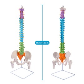 breesky breesky Flexible Spine Model, 34.6' Life Size Human Spinal Cord Anatomical Model with Stand Color Coded Regions Indicate The Cervical, Thoracic and Lumbar Spine for Med Students and Chiropractors